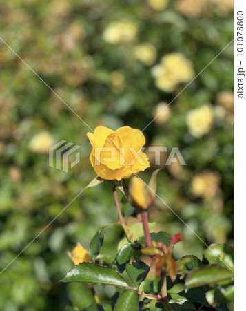 小さな黄色い薔薇たち 101078800
