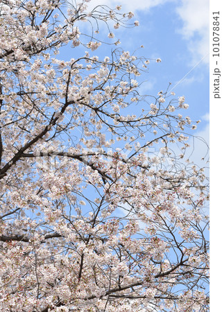 青空と桜 青空と桜 101078841