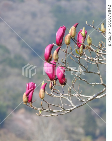 シモクレンの花 シモクレンの花 101078842