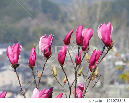 シモクレンの花 シモクレンの花 101078843