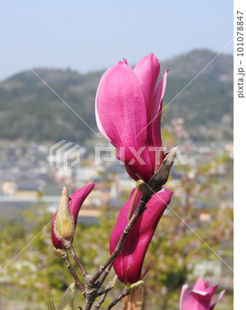 シモクレンの花 シモクレンの花 101078847