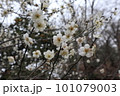 ほのかに香る梅の花 101079003