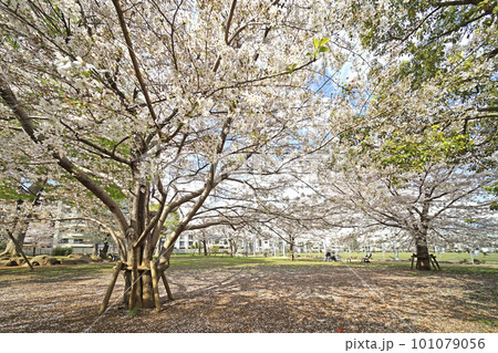 本五ふれあい公園の桜 101079056