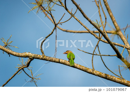 brown headed barbet or Asian barbet or Psilopogon zeylanicus bird perched in natural blue sky background terai forest pilibhit national park or tiger reserve uttar pradesh india 101079067
