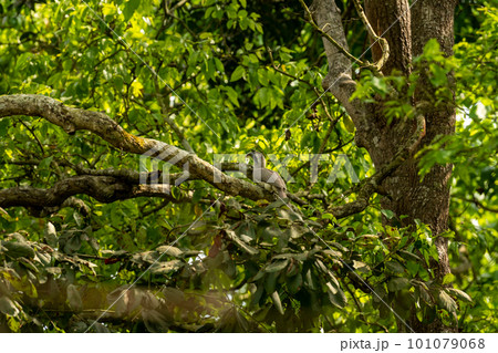 indian grey hornbill or Ocyceros birostris bird perched on tree in natural green background at pilibhit national park forest or tiger reserve uttar pradesh india asia 101079068