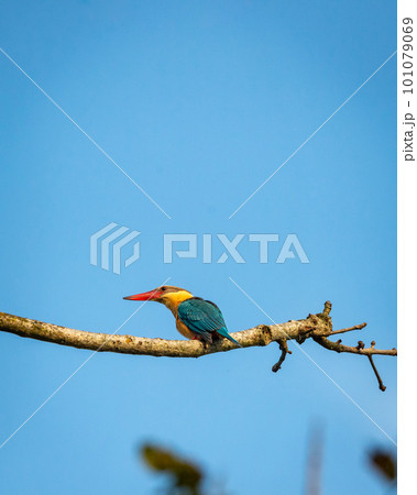stork billed kingfisher or tree kingfisher or Pelargopsis capensis bird closeup perched in natural blue sky background terai forest pilibhit national park or tiger reserve uttar pradesh india stork billed kingfisher or tree kingfisher or Pelargopsis capensis bird closeup perched in natural blue sky background terai forest pilibhit national park or tiger reserve uttar pradesh india 101079069
