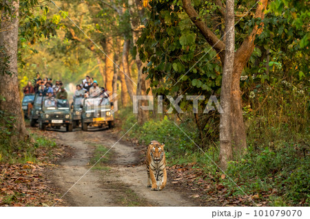 wild female tiger or panthera tigris a showstopper on morning stroll in her territory and blurred safari vehicles tourist in background at pilibhit national park forest reserve uttar pradesh india 101079070