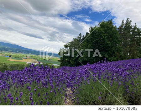 一面に広がる北海道のラベンダー畑 101079085