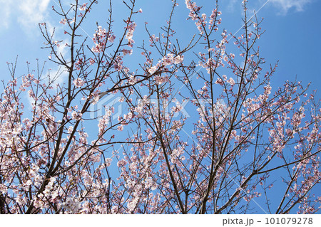 青空に映える満開の桜 青空に映える満開の桜 101079278