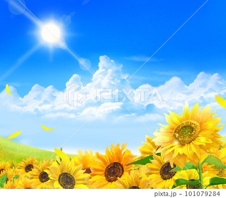 雲のある青空に輝く太陽の下美しいひまわりが咲く爽やか初夏フレームベクター背景素材 101079284