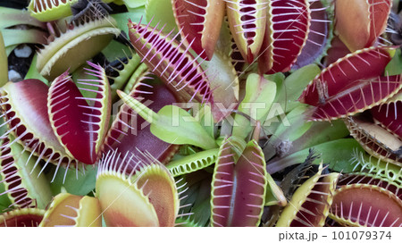 カラフルなサボテン 101079374