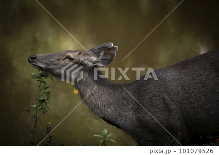 female sambar deer in khaoyai national park thailand female sambar deer in khaoyai national park thailand 101079526