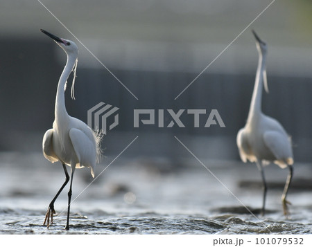 首を伸ばして威嚇し合うコサギ 首を伸ばして威嚇し合うコサギ 101079532