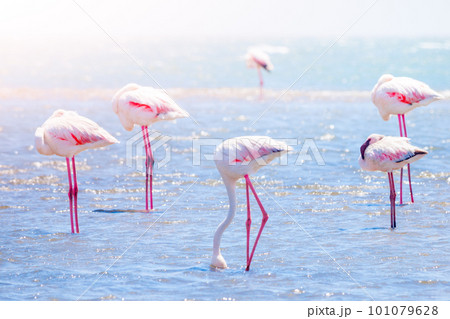Flamingos eating from shallow water near Walvis Bay, Namibia, Africa 101079628