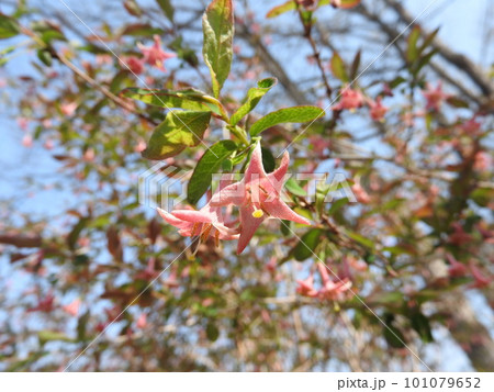 満開のウグイスカグラの花 101079652