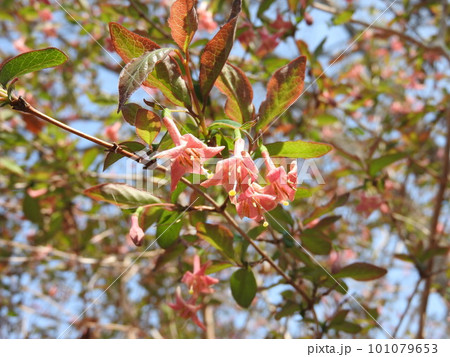 満開のウグイスカグラの花 101079653