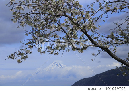 強風で折れた桜の枝と冠雪の富士山 強風で折れた桜の枝と冠雪の富士山 101079702