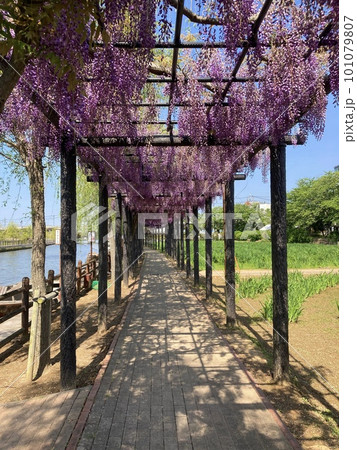 水郷潮来あやめ園 藤棚のある公園 水郷潮来あやめ園 藤棚のある公園 101079807