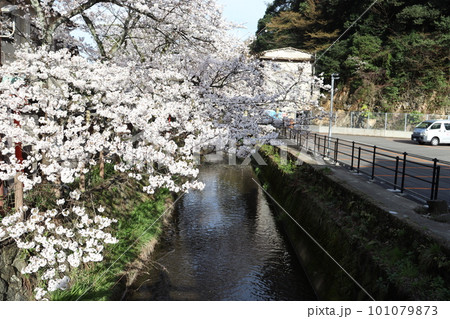 城崎温泉街の桜 101079873