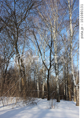 Trees in the winter park. 101080131