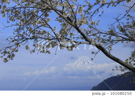 桜咲く、桜越しに望む冠雪の富士山 桜咲く、桜越しに望む冠雪の富士山 101080250