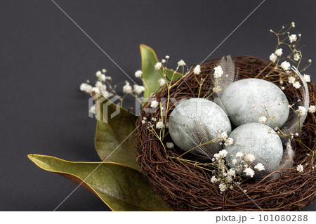 Brown nest of twigs with three gray Easter eggs, feathers, dried magnolia leaves and sprigs of gypsophila on black background. Minimalistic Easter concept. 101080288