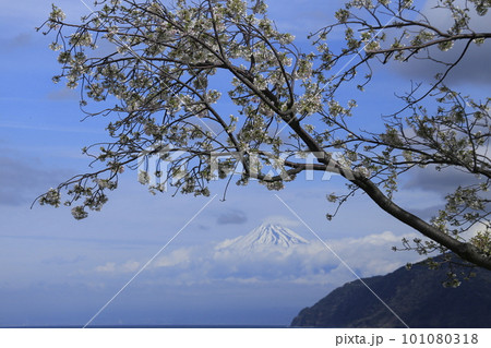 桜咲く早春の伊豆半島、海越しに望む富士山 101080318