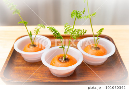 人参のリボベジ　再生野菜の栽培　ニンジンの葉　リボベジで節約 101080342