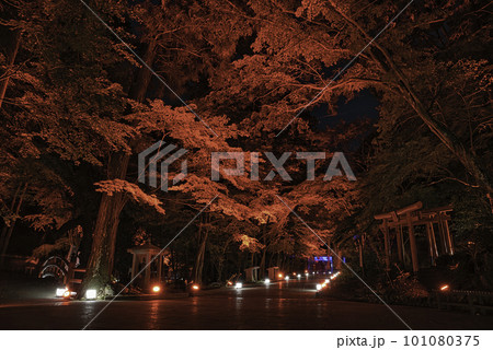 ライトアップされた紅葉 油山寺 ライトアップされた紅葉 油山寺 101080375