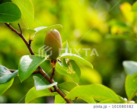 花梨の幼果 101080382