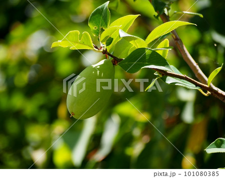 まだ青い花梨の実 101080385