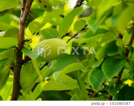 まだ青い花梨の実 101080387