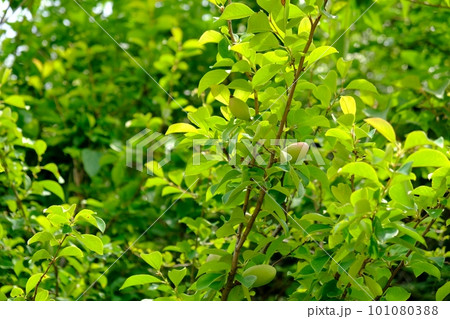 まだ青い花梨の実 101080388