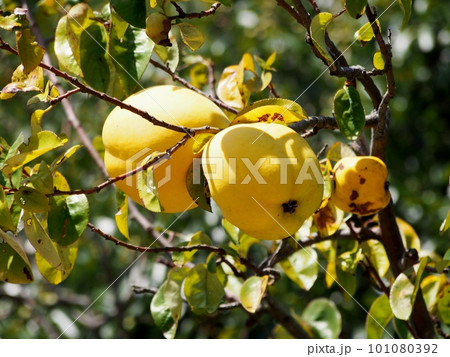 黄色く熟したカリンの実 101080392