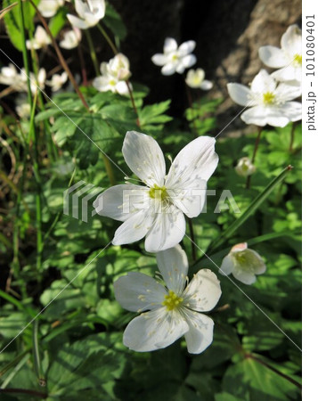 ニリンソウ 101080401