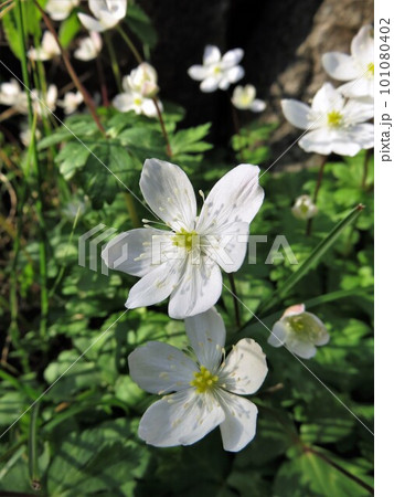 ニリンソウ 101080402