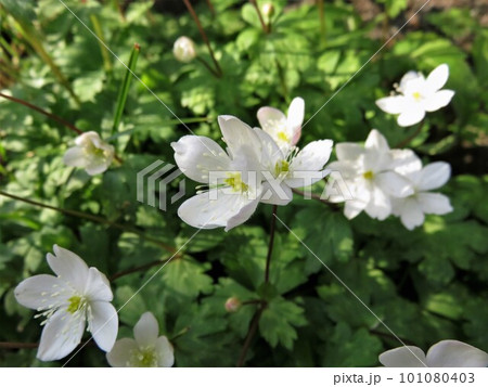 ニリンソウ 101080403