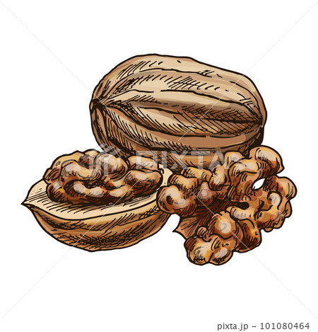 Sketch vector image of walnut. Nutritious nut hand drawn. Kernel ingredient for vegan diet. Nutrient for vegetarian food. Agriculture and farming, grocery and cooking, culinary and botany theme Sketch vector image of walnut. Nutritious nut hand drawn. Kernel ingredient for vegan diet. Nutrient for vegetarian food. Agriculture and farming, grocery and cooking, culinary and botany theme 101080464