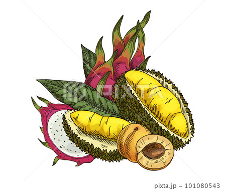 Druian, apricot, pitaya or dragon fruit sketch. Vector image of durio and pitahaya fetus. Cartoon drawn dessert food. Vegan and vegetarian meal. Vitamin nutrient and healthy nutrition grocery. Exotic 101080543