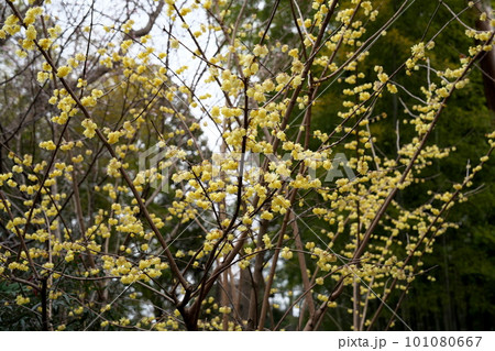 ろうばいの花・春の誘いの写真素材 [101080667] - PIXTA