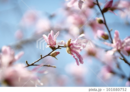 早春に咲く姫コブシの花 101080752