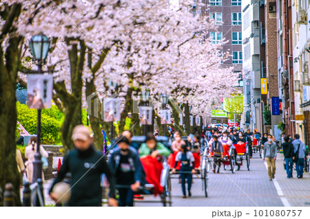 日本の東京都市景観 人力車など観光客で賑わう隅田公園よこの助六通りなどを望む=3月29日 日本の東京都市景観 人力車など観光客で賑わう隅田公園よこの助六通りなどを望む=3月29日 101080757