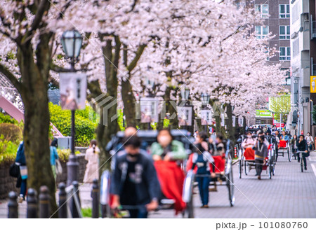 日本の東京都市景観 人力車など観光客で賑わう隅田公園よこの助六通りなどを望む=3月29日 日本の東京都市景観 人力車など観光客で賑わう隅田公園よこの助六通りなどを望む=3月29日 101080760