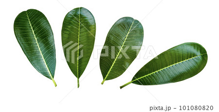 Isolated fresh Plumeria rubra leaves with clipping paths on white background Isolated fresh Plumeria rubra leaves with clipping paths on white background 101080820