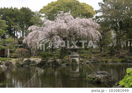 佐野美術館の庭園のしだれ桜 佐野美術館の庭園のしだれ桜 101081049