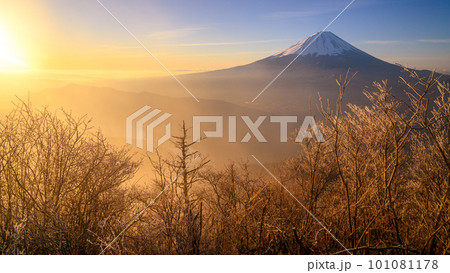 (山梨県)王岳より望む富士山・朝焼け (山梨県)王岳より望む富士山・朝焼け 101081178