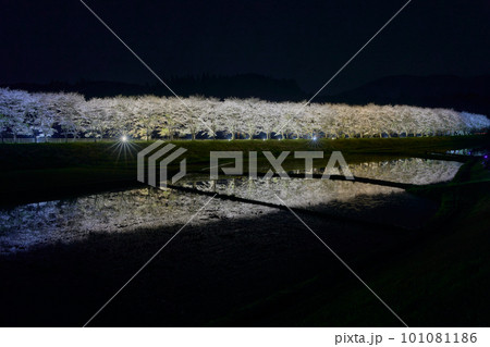 水田に映る夜桜 桜並木のライトアップ(鹿児島県姶良郡湧水町稲葉崎の国道268号沿い) 水田に映る夜桜 桜並木のライトアップ(鹿児島県姶良郡湧水町稲葉崎の国道268号沿い) 101081186