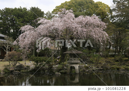 三島市佐野美術館の庭園のしだれ桜 三島市佐野美術館の庭園のしだれ桜 101081228