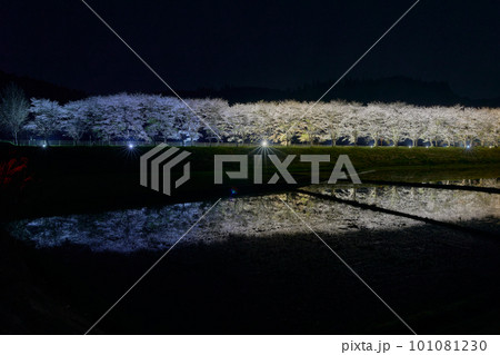 水田に映る夜桜　桜並木のライトアップ（鹿児島県姶良郡湧水町稲葉崎の国道268号沿い） 101081230