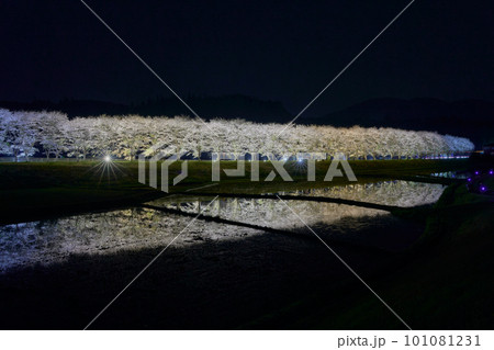 水田に映る夜桜 桜並木のライトアップ(鹿児島県姶良郡湧水町稲葉崎の国道268号沿い) 水田に映る夜桜 桜並木のライトアップ(鹿児島県姶良郡湧水町稲葉崎の国道268号沿い) 101081231